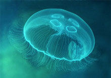 Опік медузи зціляє від імпотенції?