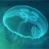 Опік медузи зціляє від імпотенції?