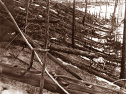 Зона повалення дерев в 5 кілометрах від епіцентра вибуху. Фото 1929 року. Зображення з сайту Tunguska.ru. 98 років назад вибуховою хвилею було повалено близько 80 мільйонів дерев.