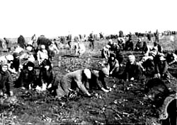 Діти збирають мерзлу картоплю на колгоспному полі
(село Удачне, Донецької області, 1933 рік).
