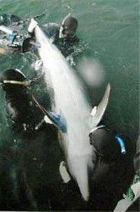 Це перший випадок, коли задні плавці дельфіна-пляшконоса настільки чітко виражені