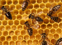 У США масово гинуть бджоли