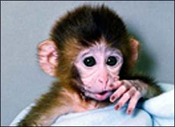 перша трансгенна мавпа Енді
