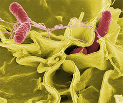 Бактерії здатні планувати свої дії