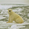 Арктика скоро може залишитися без льоду