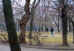 У сквері у центрі столиці зрізали понад 100 дерев