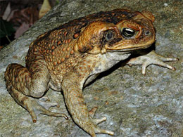Bufo marinus (жаба ага)