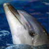 Відкриття столичного дельфінарію розпочалося бійкою керівництва розважального закладу з екологами