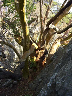 Кримський суничник. Вік 1000 років. Росте на західному схилі гори Ай-Нікола на висоті 320 м. над рівнем моря в районі Ялти