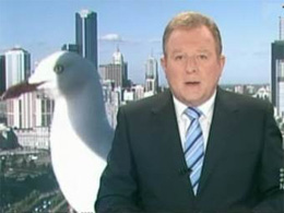Гігантська чайка увірвалась у ефір австралійського телебачення