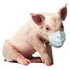 Естонські лікарі не знайшли різниці між «свинячим» і звичайним грипом 