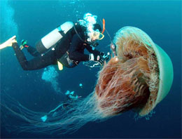 Нашестя гігантських медуз поблизу берегів Японії