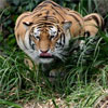Тигри виявилися більш давніми й далекими родичами великих кішок