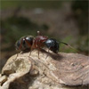Вчені виявили гриб-паразит, який зомбує мурашок