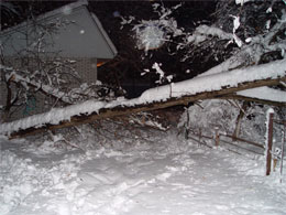 У Києві - звалища ялинок та купи зламаних дерев, тротуари та автошляхи - завалені снігом. Це “працює” ефективна команда клептоманів 