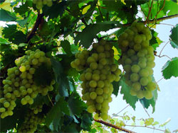 Виноградники та фруктові сади на Одещині майже загинули