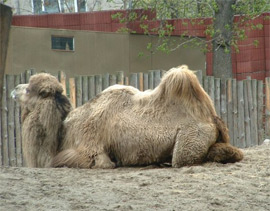 Київський зоопарк зачищають від тварин: вночі помер верблюд