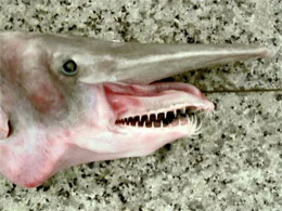 Свою назву - акула-гоблін - риба отримала через химерний вигляд: морда акули закінчується довгим дзьобоподібним виростом, а довгі щелепи можуть далеко висуватися