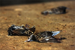 Випадки мосової загибелі птахів тривають