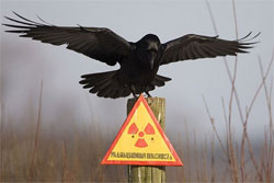 Відлуння Чорнобилю. Вчені зафіксували аномалії у тварин
