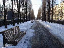 Спотворення Києва триває. У центрі столиці влада знищує тополі