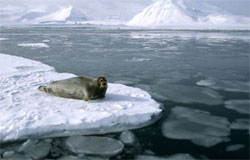 Північний Льодовитий океан стає прісним
