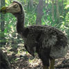 У Казахстані знайшли останки доісторичного птаха