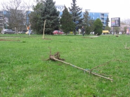 В Ужгороді вандали знищили алею сакур – громадські організації просять захисту в Президента