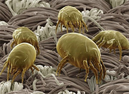 Подушка - розсадник безлічі кліщів, алергенів та мікробів