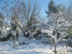Через сильні морози у Криму вимерзли від 60 до 90% фруктових дерев