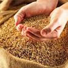Влада знову створює перешкоди експортерам зерна