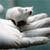 Нова біотехнологія залишить експерименти над тваринами у минулому