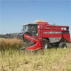 Південні регіони України майже втратили врожай зернових