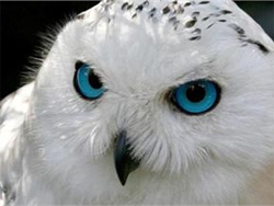 Науковці вперше виявили сов з блакитними очима