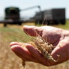 Здобутки проФФесіоналів.  Україна втрачає найбільший світовий ринок пшениці