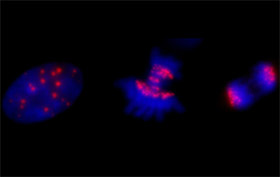 Теломери хромосом на різних етапах клітинного циклу; ДНК хромосом пофарбована синім, теломери - червоним