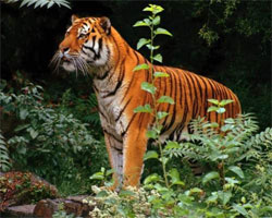 Тигри змінили ритм життя через сусідство людини