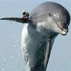 В Україні готують бойових дельфінів
