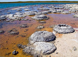 Австралійські вчені знайшли сліди найдавнішого життя на Землі