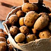 Через дощовий вересень в Україні може виникнути дефіцит картоплі