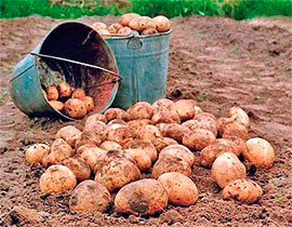 Азаров впевнений: дефіциту картоплі не буде