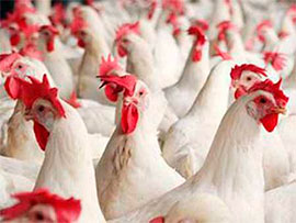 Україна почала продавати курятину в ЄС