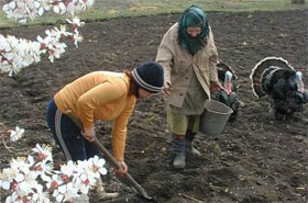 На «травневі свята» українці саджатимуть картоплю 9 днів