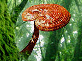 Гриб лінчжі, або «імператорський гриб Рейши», він же - трутовик лакований - давно відомий як лікувальний засіб №1 в медицині Далекого Сходу