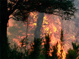 Причиною виникнення пожежі в зоні відчуження міг бути підпал