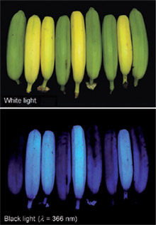 В ультрафіолетових променях стиглі банани світяться яскраво-блакитним кольором.