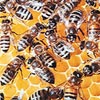 Бджоли дали дослідникам урок оптимальної демократії