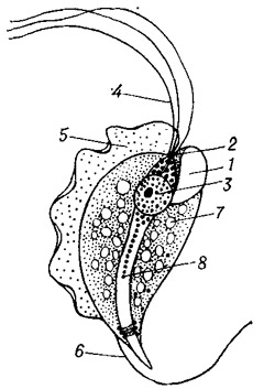 Трихомонада (Trichomonas angusta): 1 — цитостом; 2— базальне тільце; 3 — ядро; 4 — один із передніх жгутиків; 5 — ундуліруюча мембрана; 6 — задній жгутик; 7 — вакуоль; 8 — аксостиль